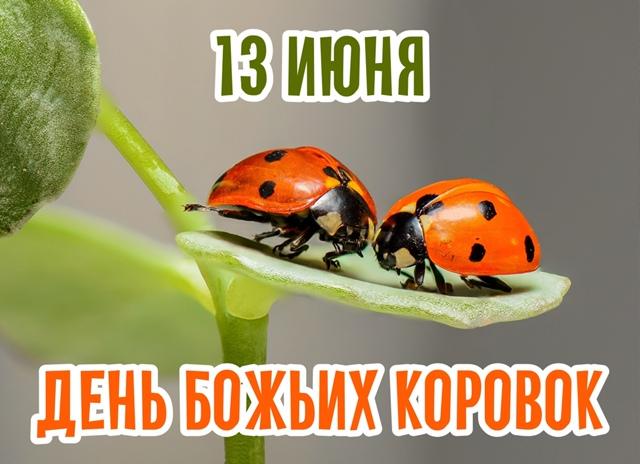 13 июня Международный день божьих коровок 13 июня Международный день божьих коровок.